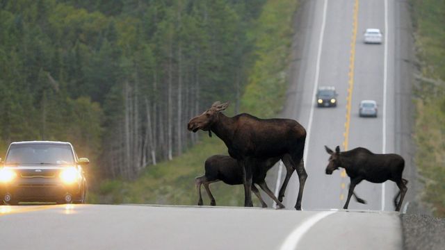 Vignette du programme télé Les parcs nationaux canadiens - Saison 3