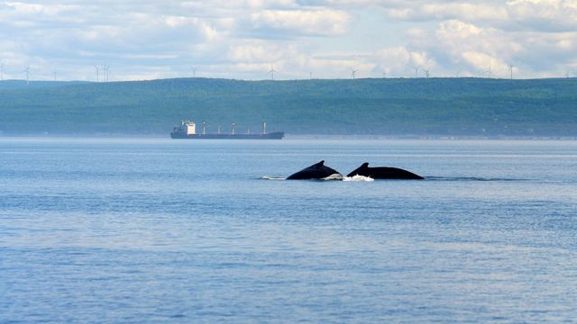 Vignette du programme télé Les parcs nationaux canadiens - Saison 3