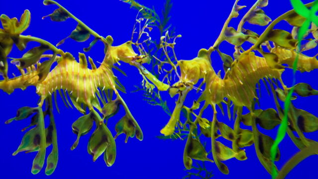 Vignette du programme télé Merveilles de la vie sous-marine