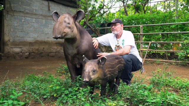 Vignette du programme télé Le tapir, jardinier des forêts tropicales