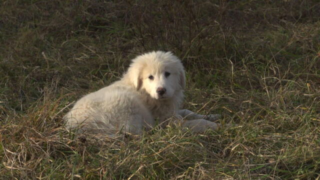 Vignette du programme télé Chiots & chatons, 3 mois pour devenir grand