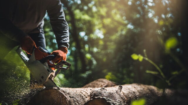 Vignette du programme télé Bûcheron : un métier à hauts risques