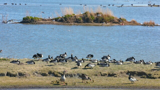 Vignette du programme télé Mer du Nord, le retour des oies sauvages