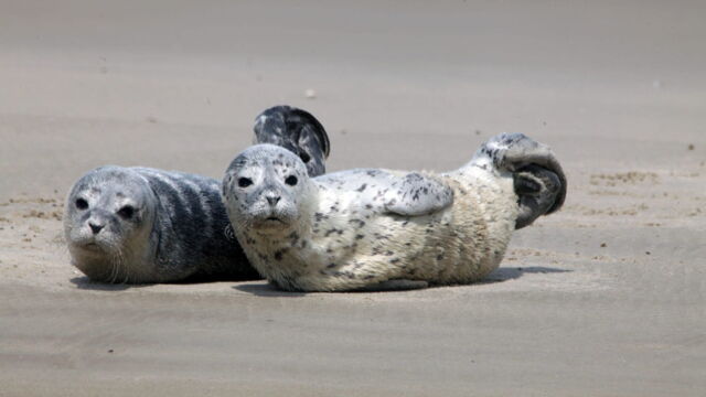 Vignette du programme télé Mer du Nord, sauvons les bébés phoques