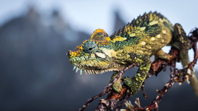 Vignette du programme télé Royaumes de glace
