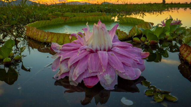 Vignette du programme télé Les superpouvoirs des plantes
