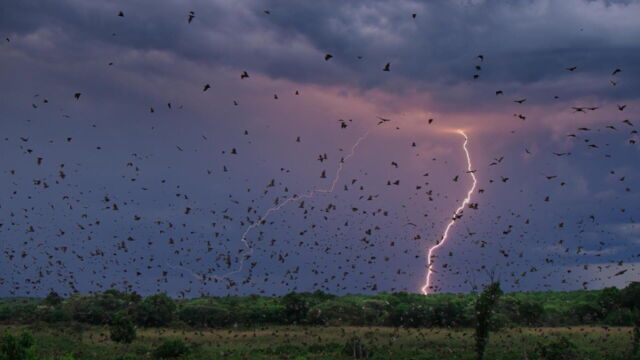 Vignette du programme télé Une planète parfaite