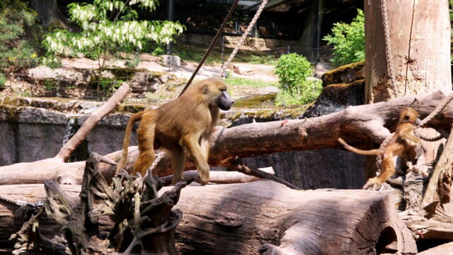 Vignette du programme télé Zoos : la gestion des animaux en question