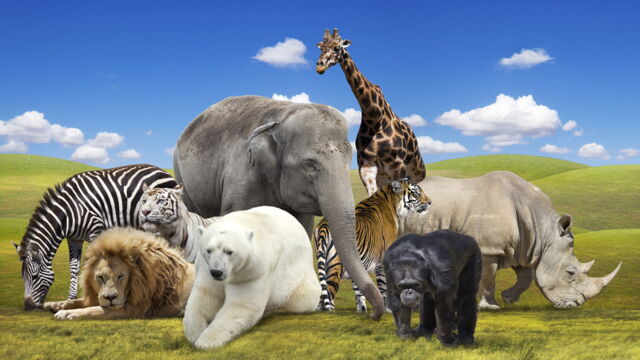 Vignette du programme télé Caméras espions en terre animale