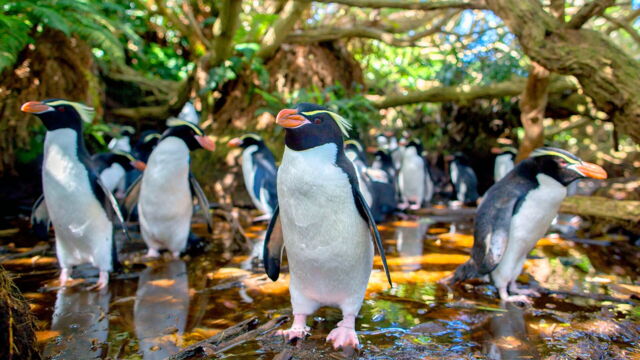 Vignette du programme télé Nouvelle-Zélande