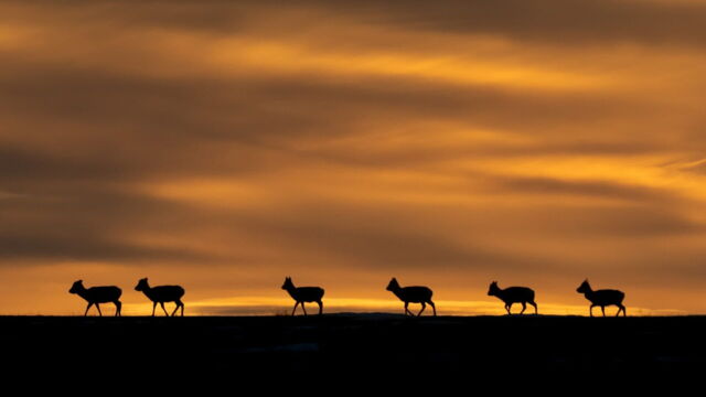 Vignette du programme télé Royaumes d'Asie
