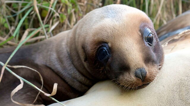 Vignette du programme télé Nouvelle-Zélande