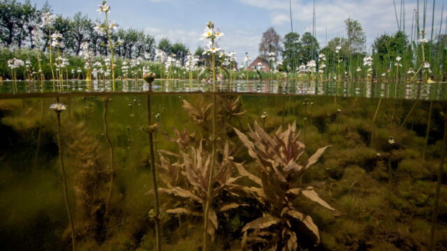 Vignette du programme télé L'anguille, une vie semée d'embûches