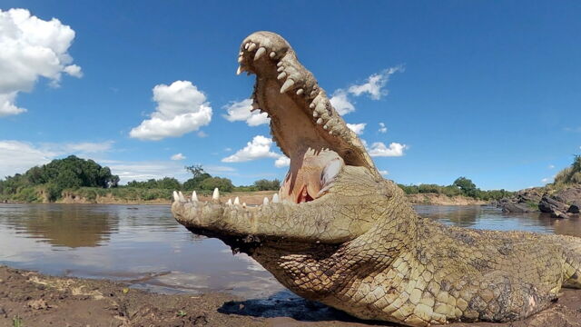 Vignette du programme télé Serengeti
