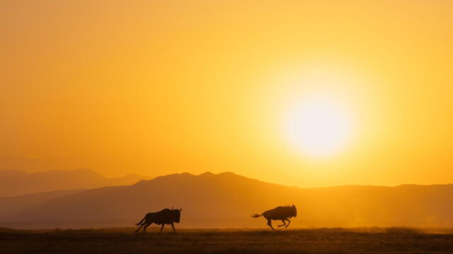 Vignette du programme télé Une planète parfaite