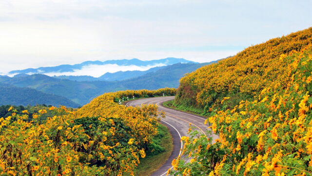 Vignette du programme télé Thaïlande sauvage