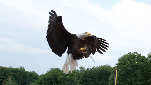 Vignette du programme télé Puy du Fou : les secrets du parc d'attraction préféré des Français