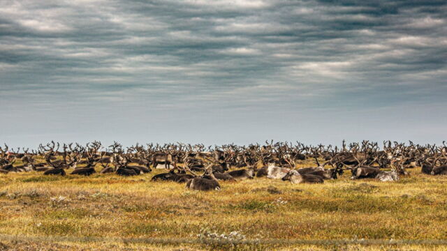 Vignette du programme télé Gaz russe : La dernière route des Nenets