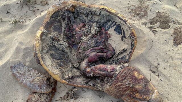 Vignette du programme télé Cap-Vert, les chiens au secours des tortues