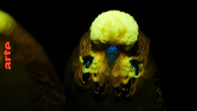 Vignette du programme télé La vie en fluo