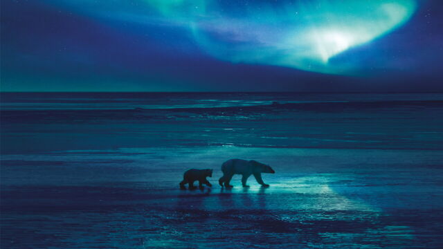 Vignette du programme télé Royaumes de glace