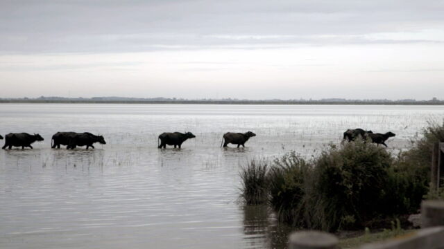 Vignette du programme télé La côte turque de la mer Noire