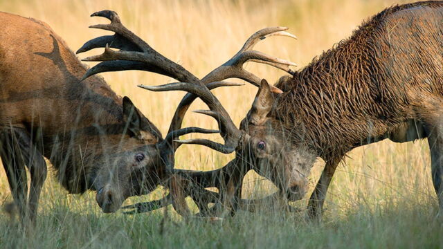 Vignette du programme télé Loups et cerfs à l'ombre des blindés