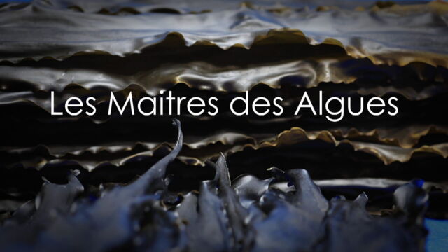 Vignette du programme télé Les maîtres des algues