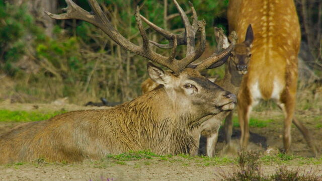 Vignette du programme télé Pays-Bas, voyage au coeur d'une nature sauvage