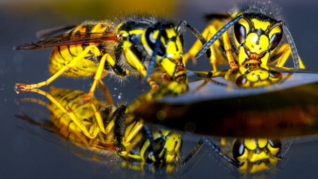 Vignette du programme télé 42, la réponse à presque tout