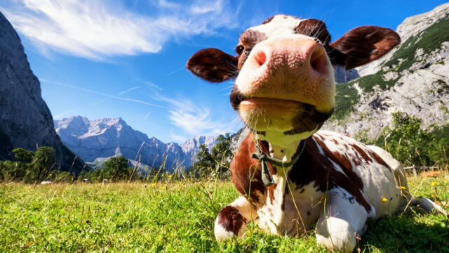 Vignette du programme télé Le bêtisier de l'été