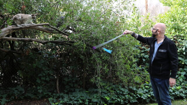 Vignette du programme télé Hell's Cats