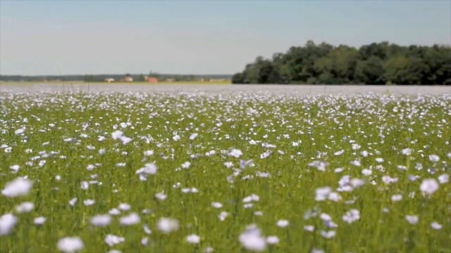 Vignette du programme télé Le lin, ce trésor français