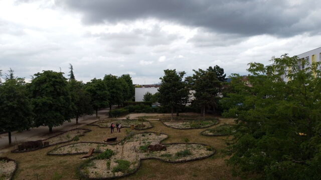 Vignette du programme télé La civilisation des arbres