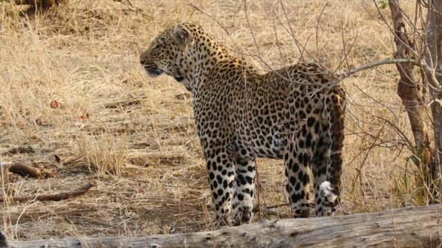 Vignette du programme télé La solitude du léopard