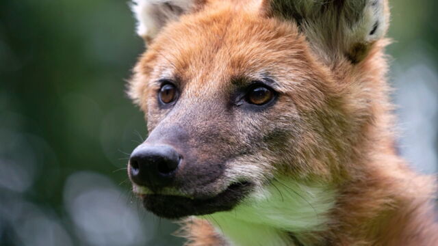 Vignette du programme télé La grande famille des chiens