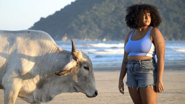 Vignette du programme télé Boi de conchas