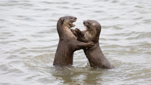 Vignette du programme télé Des loutres dans la ville