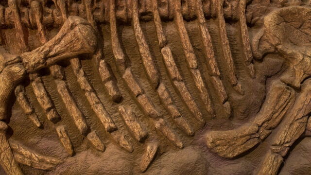 Vignette du programme télé Le business des fossiles de dinosaures