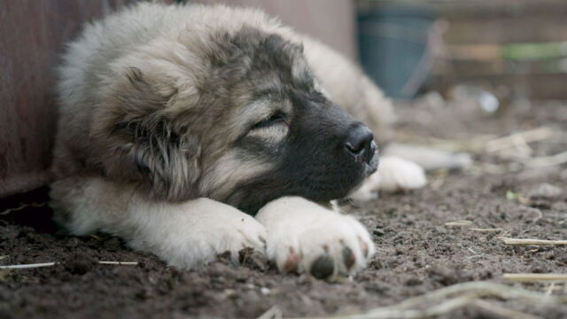 Vignette du programme télé Les bergers du Caucase, la passion d'un moine