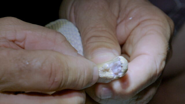 Vignette du programme télé Les prédateurs de la Grande Barrière de corail