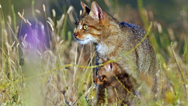 Vignette du programme télé Prédateurs et proies : La faune de la péninsule Ibérique