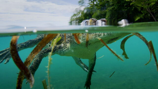 Vignette du programme télé Les prédateurs de la Grande Barrière de corail