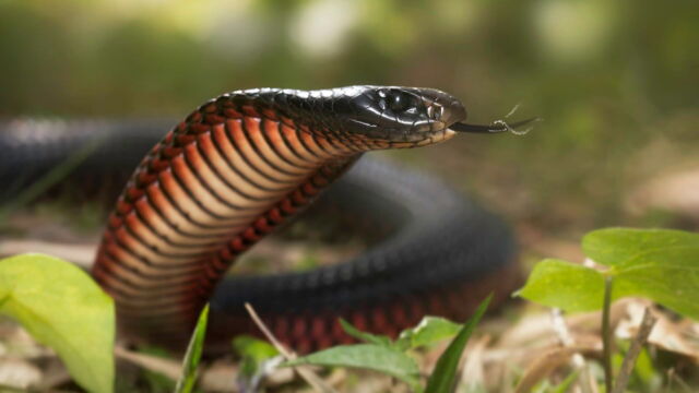 Vignette du programme télé La mort au bout des crocs : Serpents venimeux d'Australie