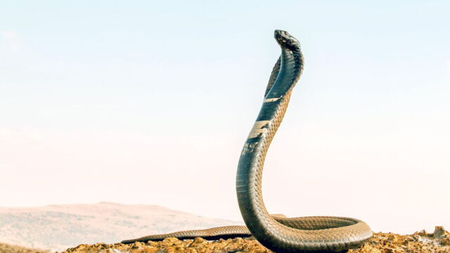 Vignette du programme télé La mort au bout des crocs : Serpents venimeux d'Afrique