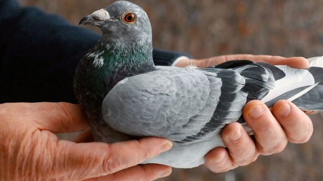 Vignette du programme télé Une course, des pigeons et des millions