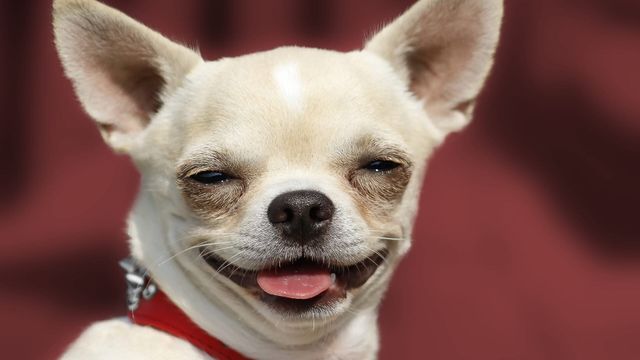 Vignette du programme télé Le grand bêtisier des animaux