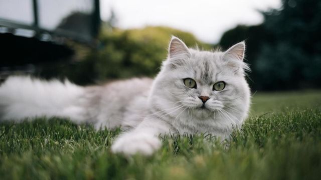 Vignette du programme télé Le grand bêtisier des animaux