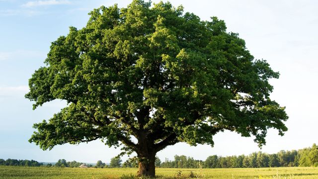 Vignette du programme télé La civilisation des arbres