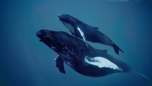 Vignette du programme télé Merveilles de la vie sous-marine - Saison 1